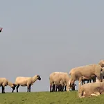 Sahneschnittchen *