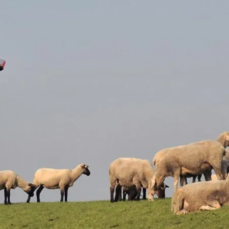 Sahneschnittchen * Hage