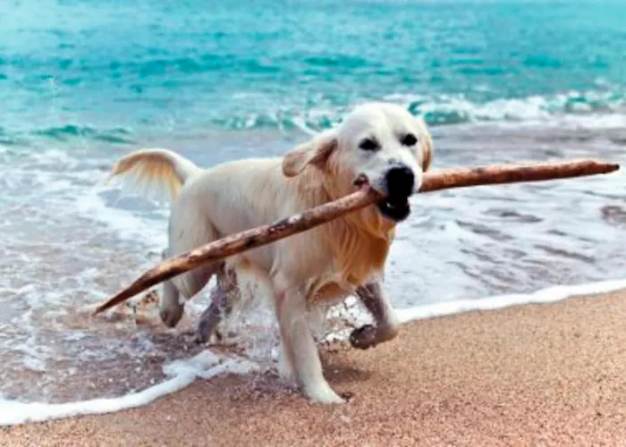 Sahneschnittchen Lejlighed